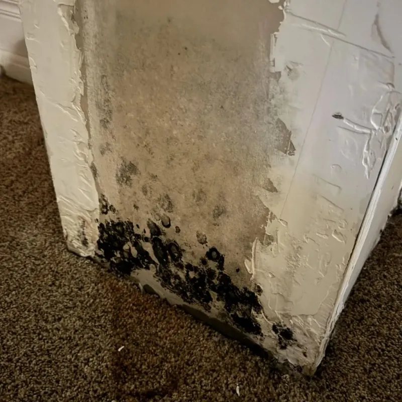 Professional Mold Removal in Toledo, OR